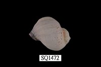 藏品(紫口珊瑚螺)的圖片